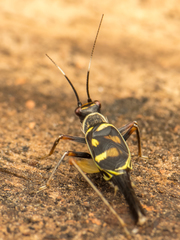 Phylloscyrtus amoenus