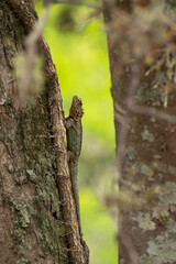 Tropidurus spinulosus