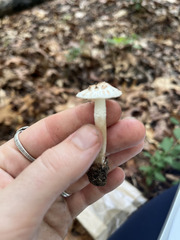 Amidella