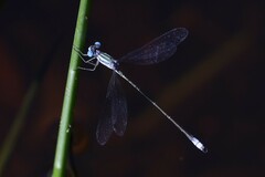 Lestes forficula
