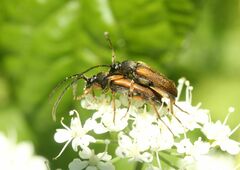 Alosterna tabacicolor