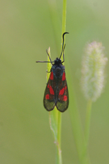 Zygaena viciae