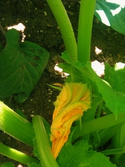 Cucurbita maxima