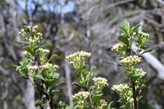 Ozothamnus antennaria