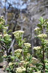 Ozothamnus antennaria