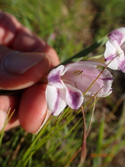 Gladiolus crassifolius