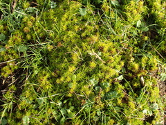 Tortella squarrosa