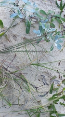 Polygala cyparissias
