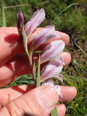 Gladiolus crassifolius
