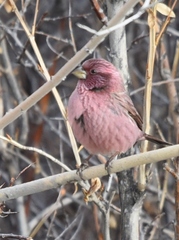 Carpodacus rhodochlamys