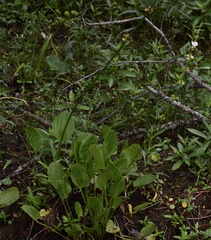 Echinodorus longiscapus