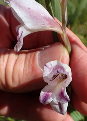 Gladiolus crassifolius