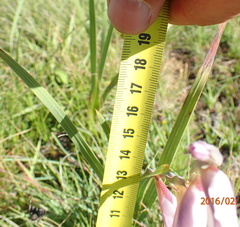 Gladiolus crassifolius