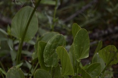 Echinodorus longiscapus