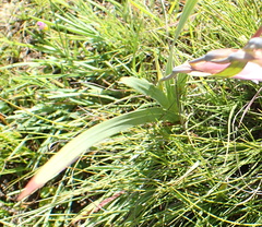 Gladiolus crassifolius