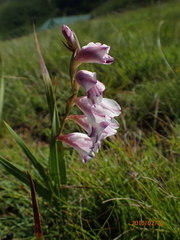 Gladiolus crassifolius