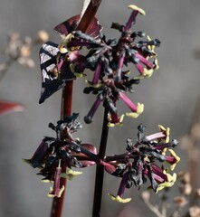 Kadua centranthoides