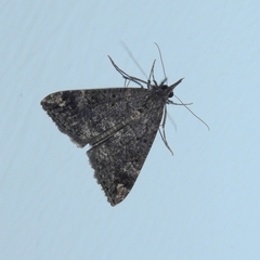 Hypena obsitalis