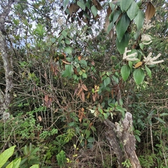 Miconia corallina