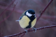 Parus major