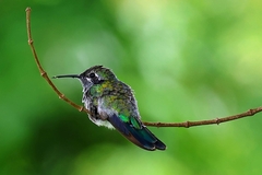 Colibri serrirostris