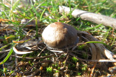 Panaeolus papilionaceus