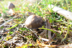 Panaeolus papilionaceus