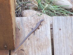 Plestiodon tetragrammus
