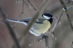 Parus major