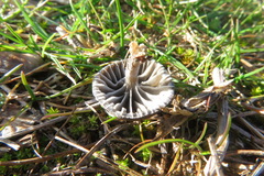 Panaeolus papilionaceus