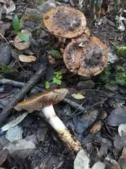 Cortinarius trivialis