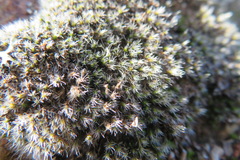 Grimmia