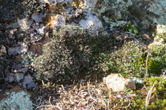 Grimmia