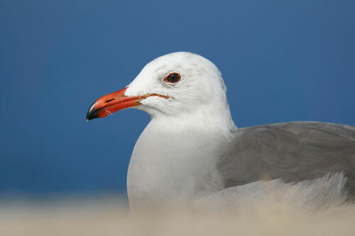 Heermann’s Gull｜赫尔曼鸥 参考照片