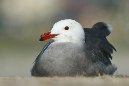 Heermann’s Gull｜赫尔曼鸥 参考照片