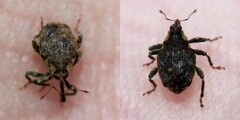 Parethelcus pollinarius
