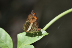 Adelpha malea goyama