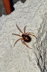 Steatoda paykulliana