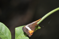 Adelpha malea goyama