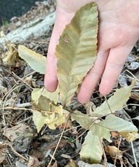 Quercus acutissima