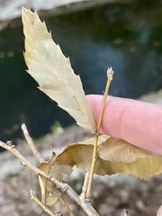 Quercus acutissima