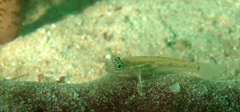 Coryphopterus eidolon