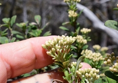 Ozothamnus antennaria