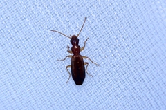Paradromius