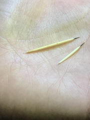 Erethizontidae