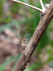 Leucauge volupis