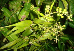 Flagellaria indica