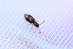 Psammoecus bipunctatus