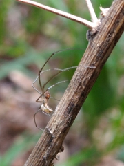 Leucauge volupis