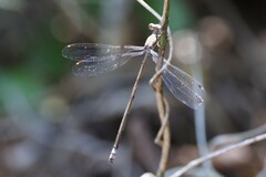 Lestes sigma